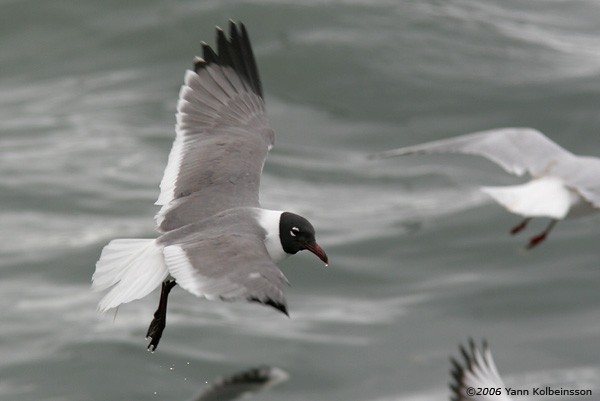 Laughing Gull - ML28949051