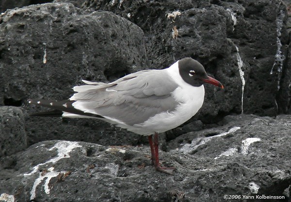 Laughing Gull - ML28949071