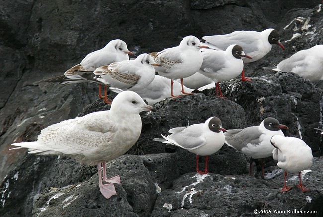 Laughing Gull - ML28949081