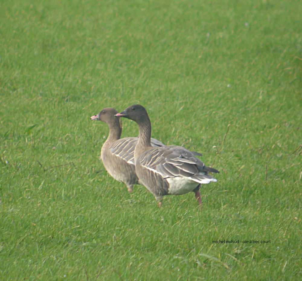 Pink-footed Goose - ML289491141