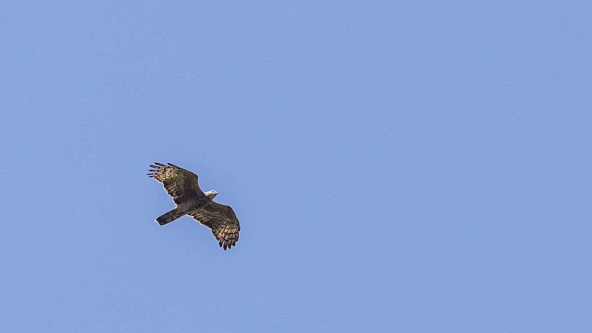 Oriental Honey-buzzard - ML289491301