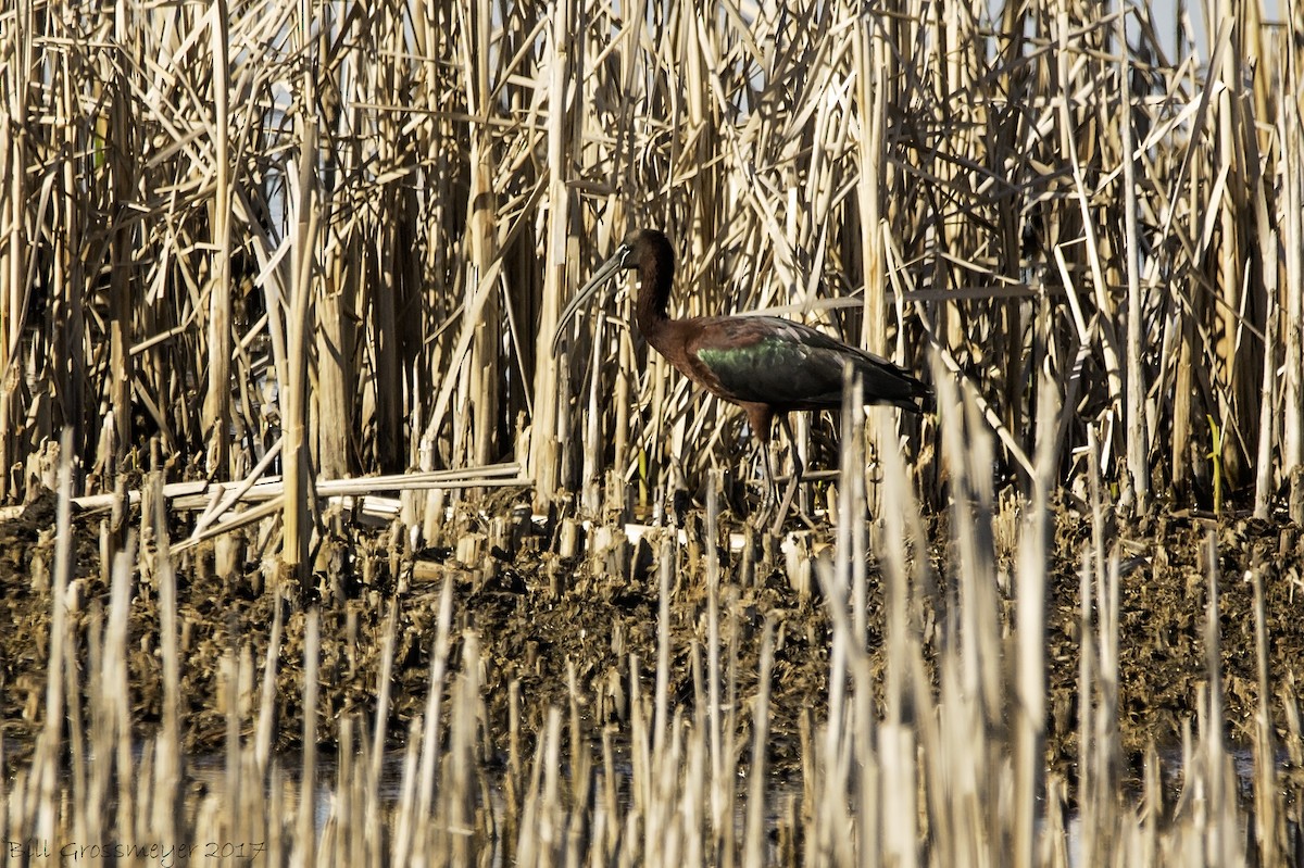 Glossy Ibis - ML289491431