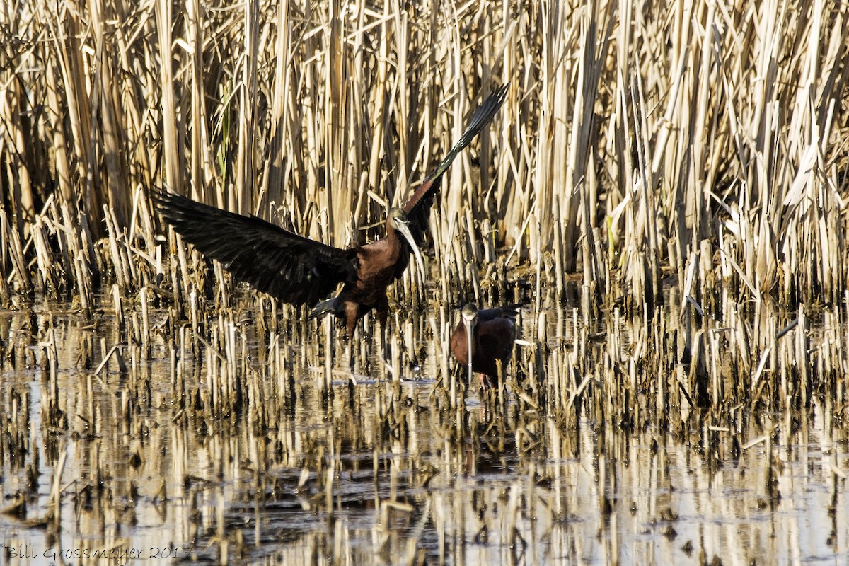 ibis hnědý - ML289491561