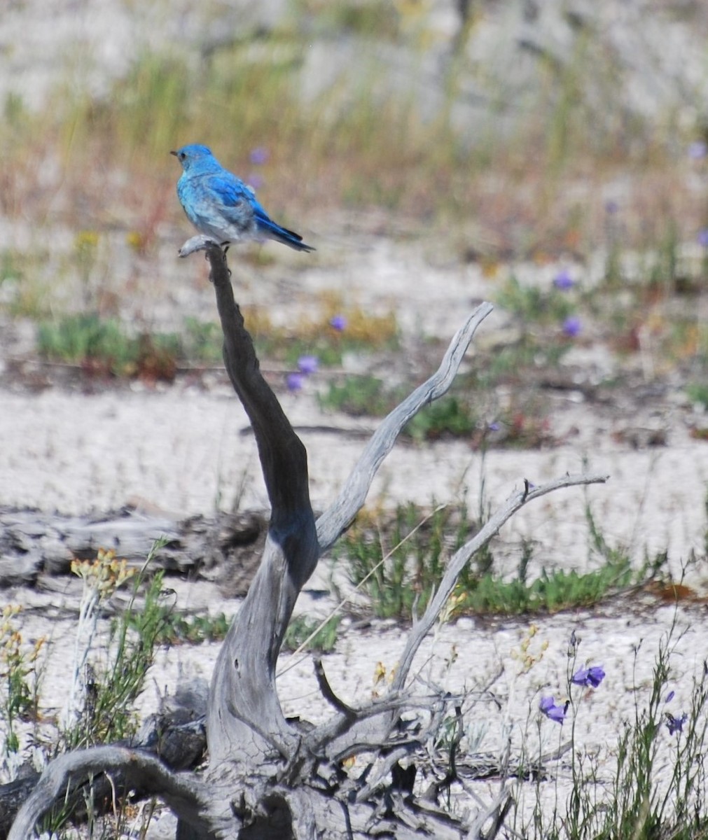 Mountain Bluebird - ML289491571