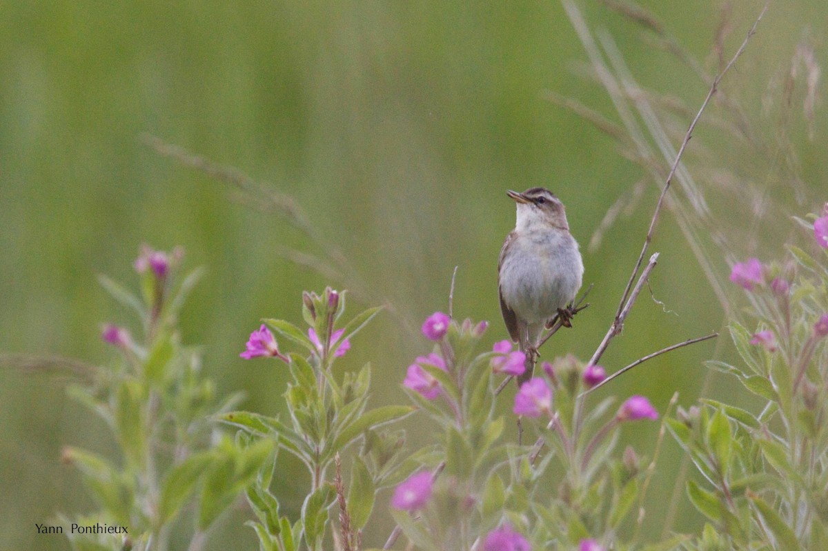 Sedge Warbler - ML289491741