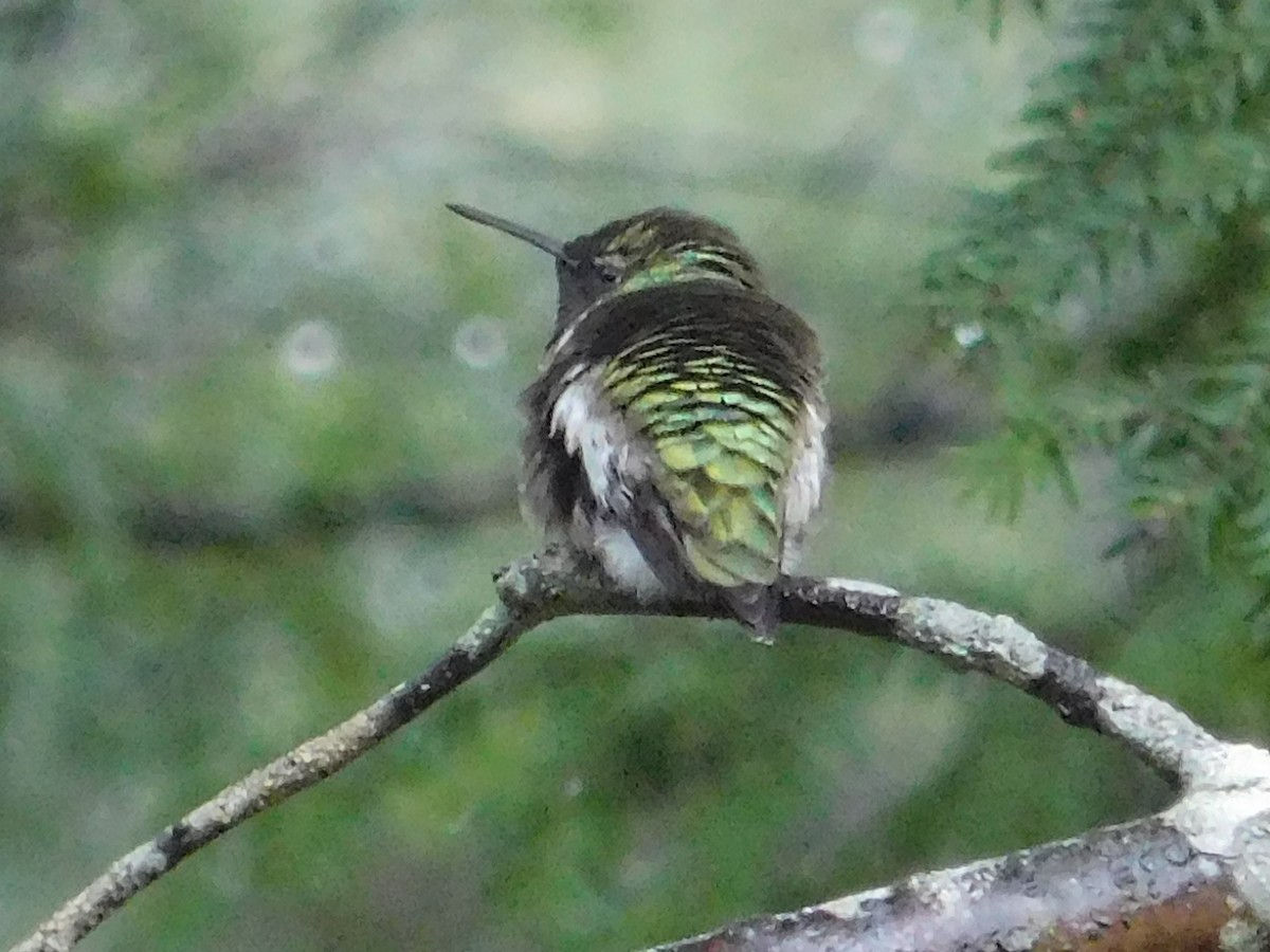 Ruby-throated Hummingbird - ML28949271