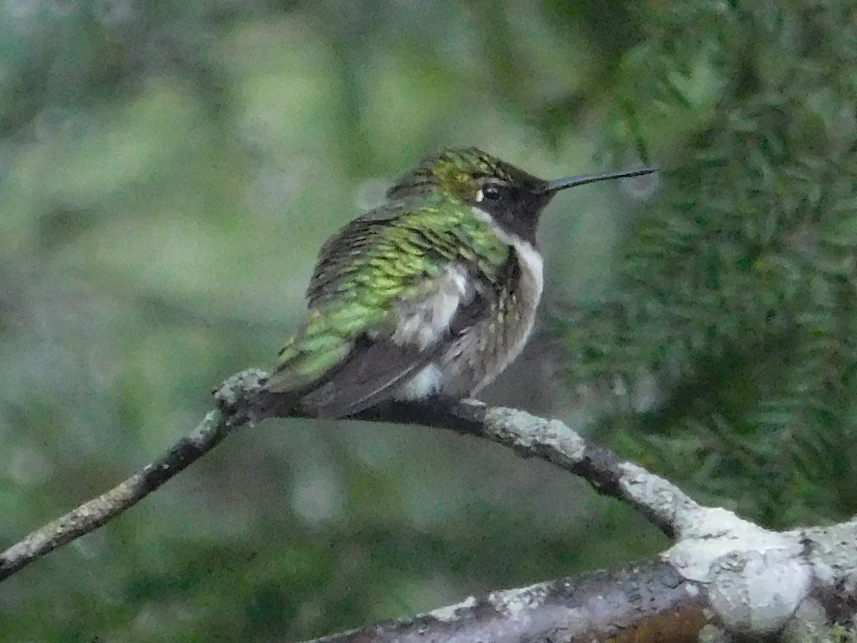 Ruby-throated Hummingbird - ML28949311