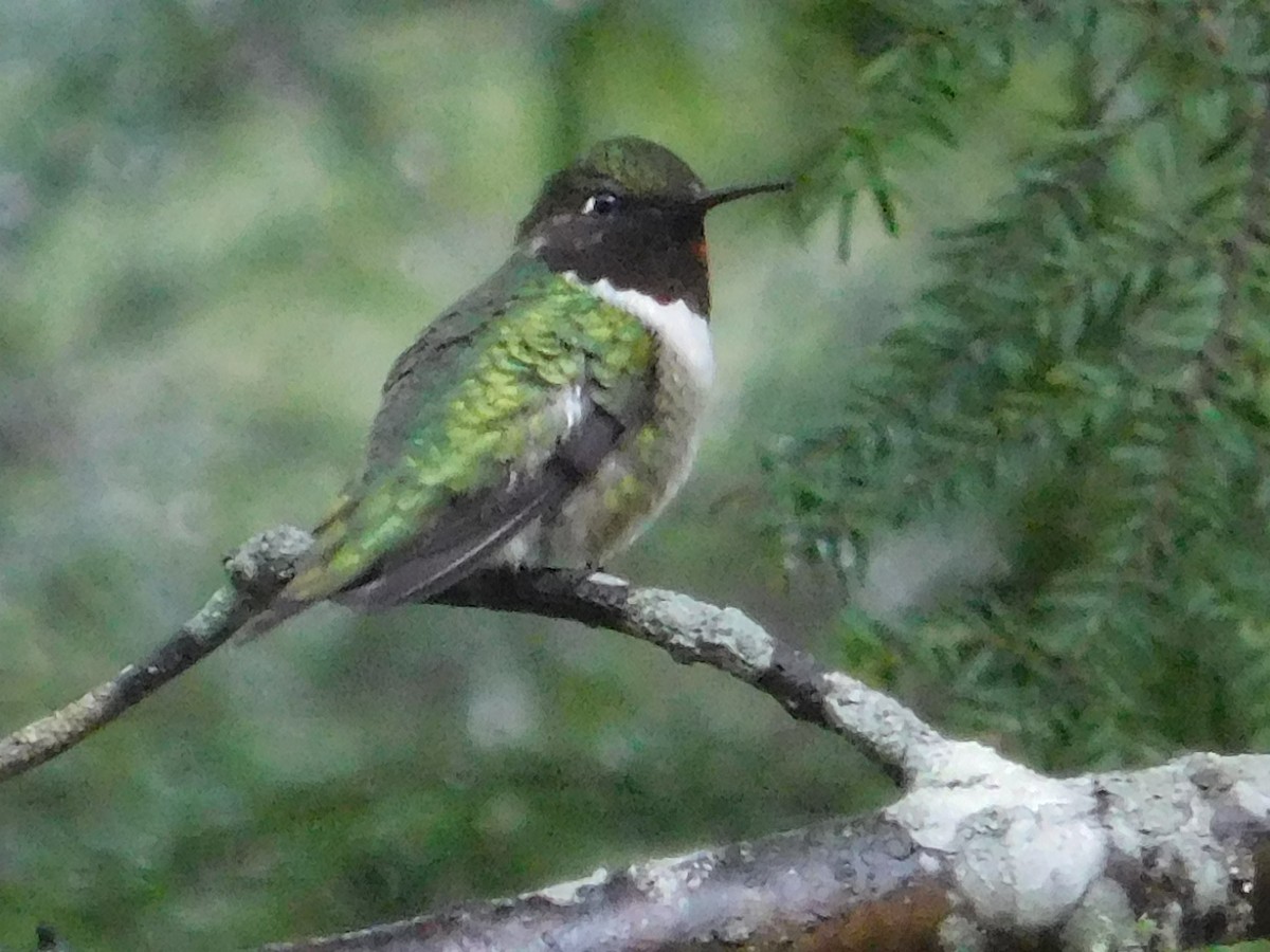 Ruby-throated Hummingbird - ML28949461