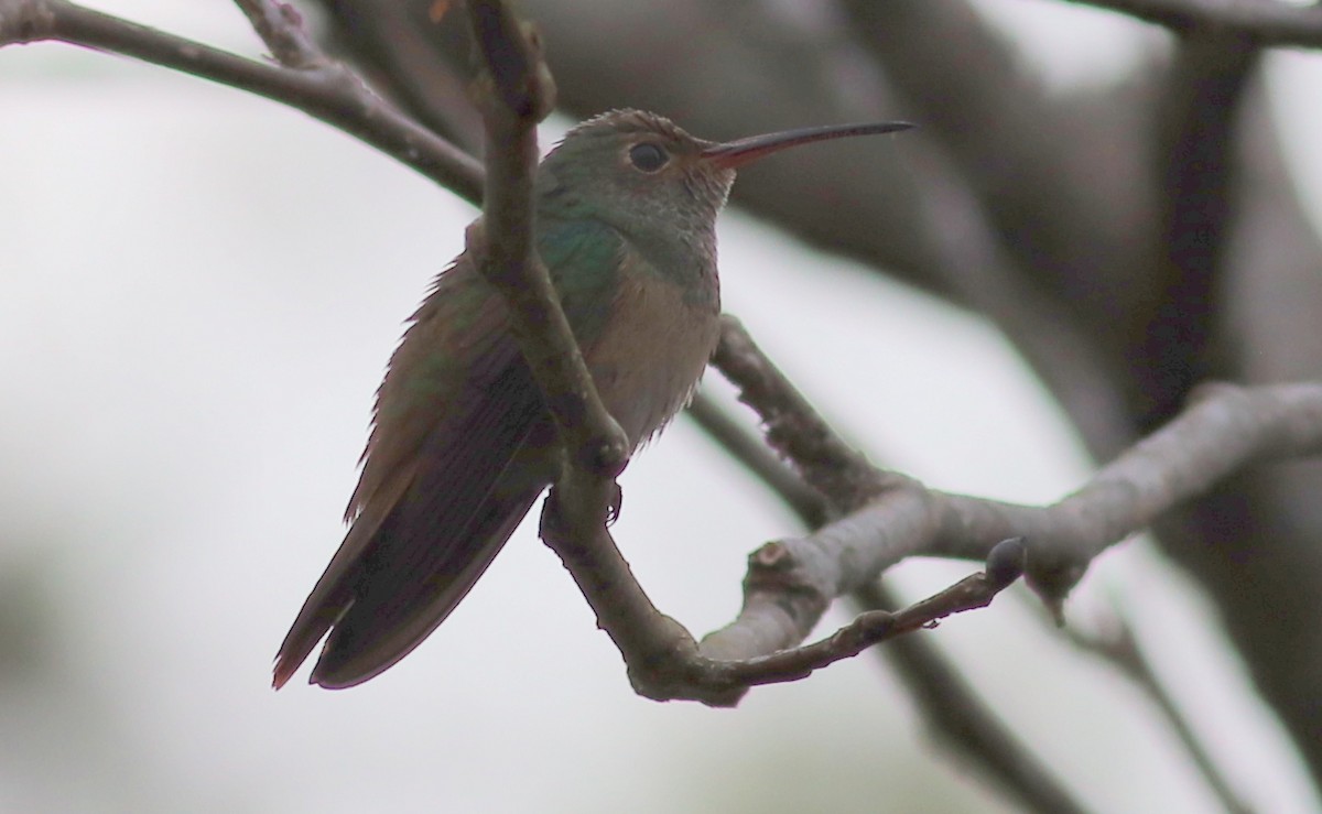 Buff-bellied Hummingbird - Gary Leavens