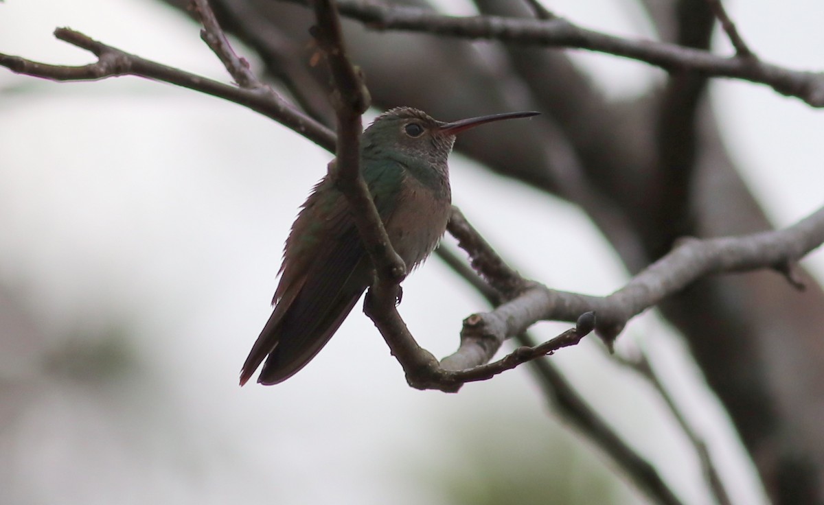 Buff-bellied Hummingbird - Gary Leavens