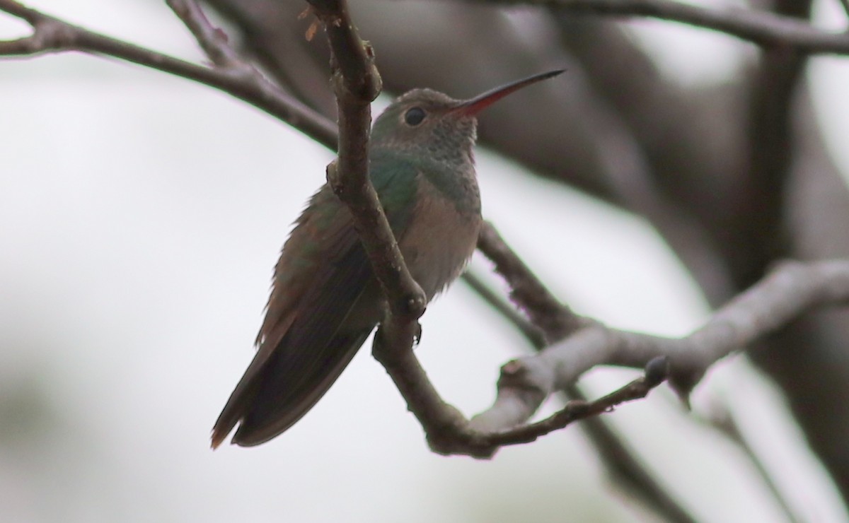 Buff-bellied Hummingbird - Gary Leavens