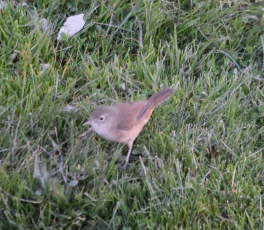 House Wren - ML289495521