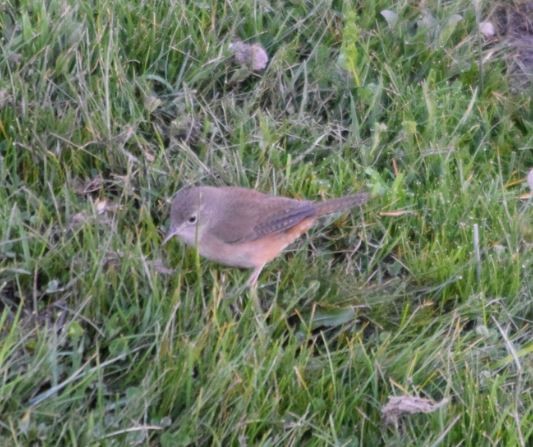 House Wren - Felipe Undurraga