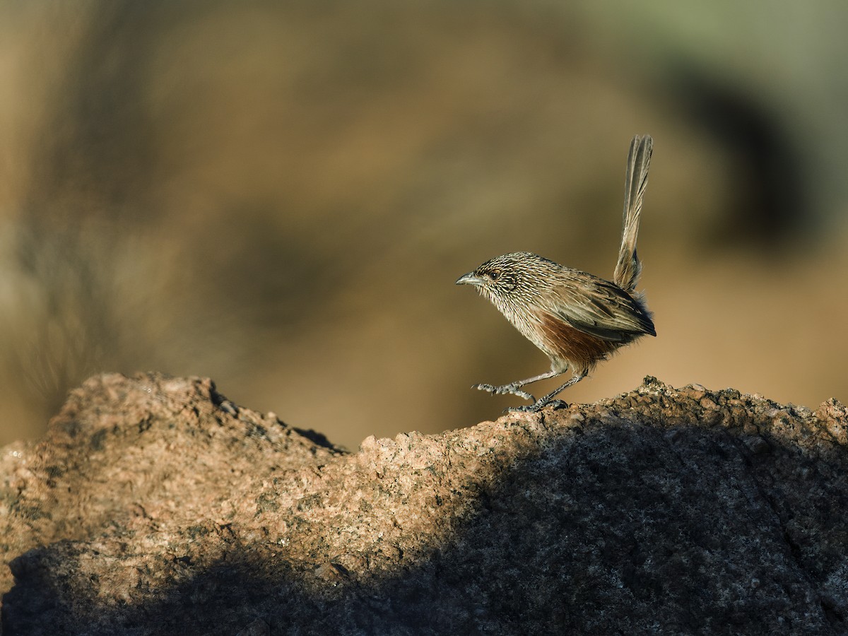 Kalkadoon Grasswren - ML289495621