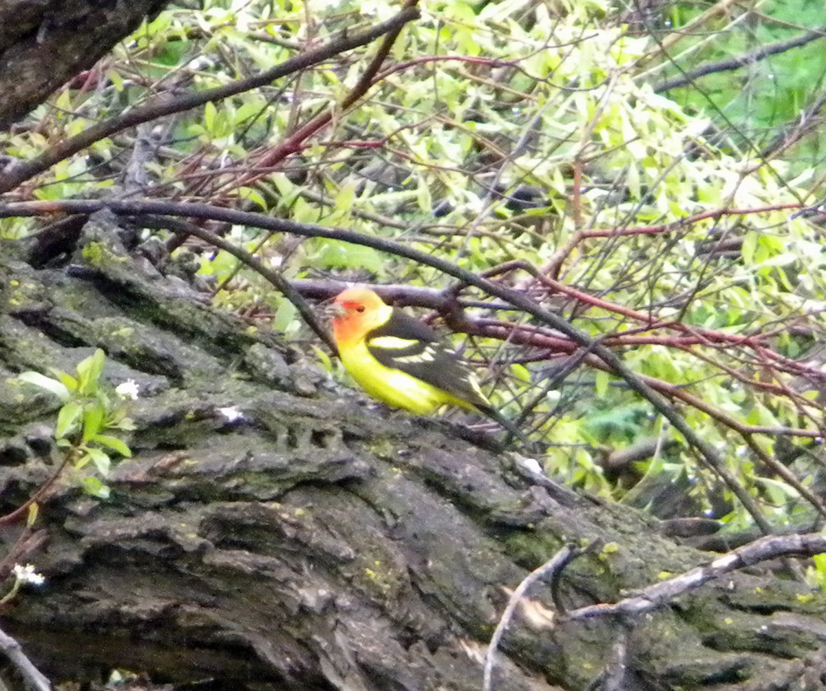 Western Tanager - ML28949601