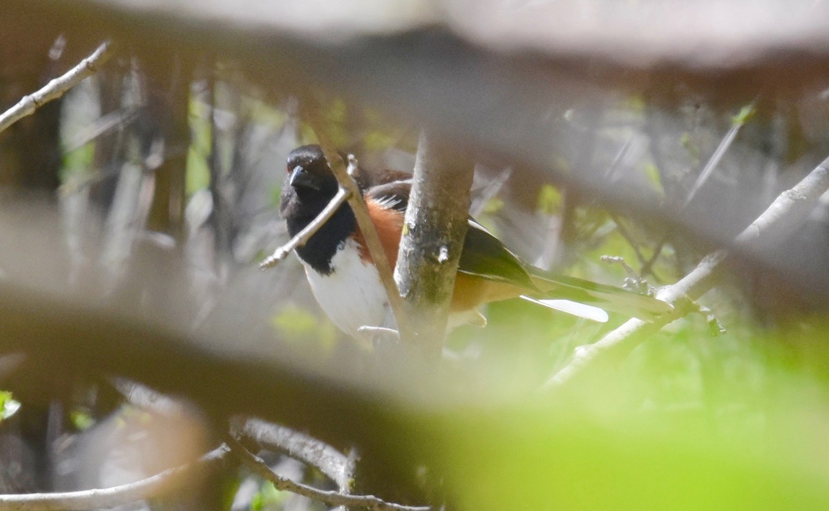 Eastern Towhee - ML28949681