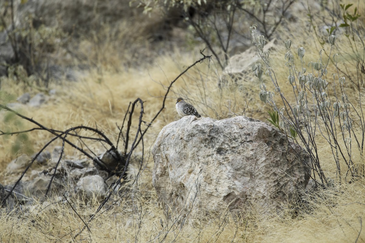 Bare-faced Ground Dove - ML289496821