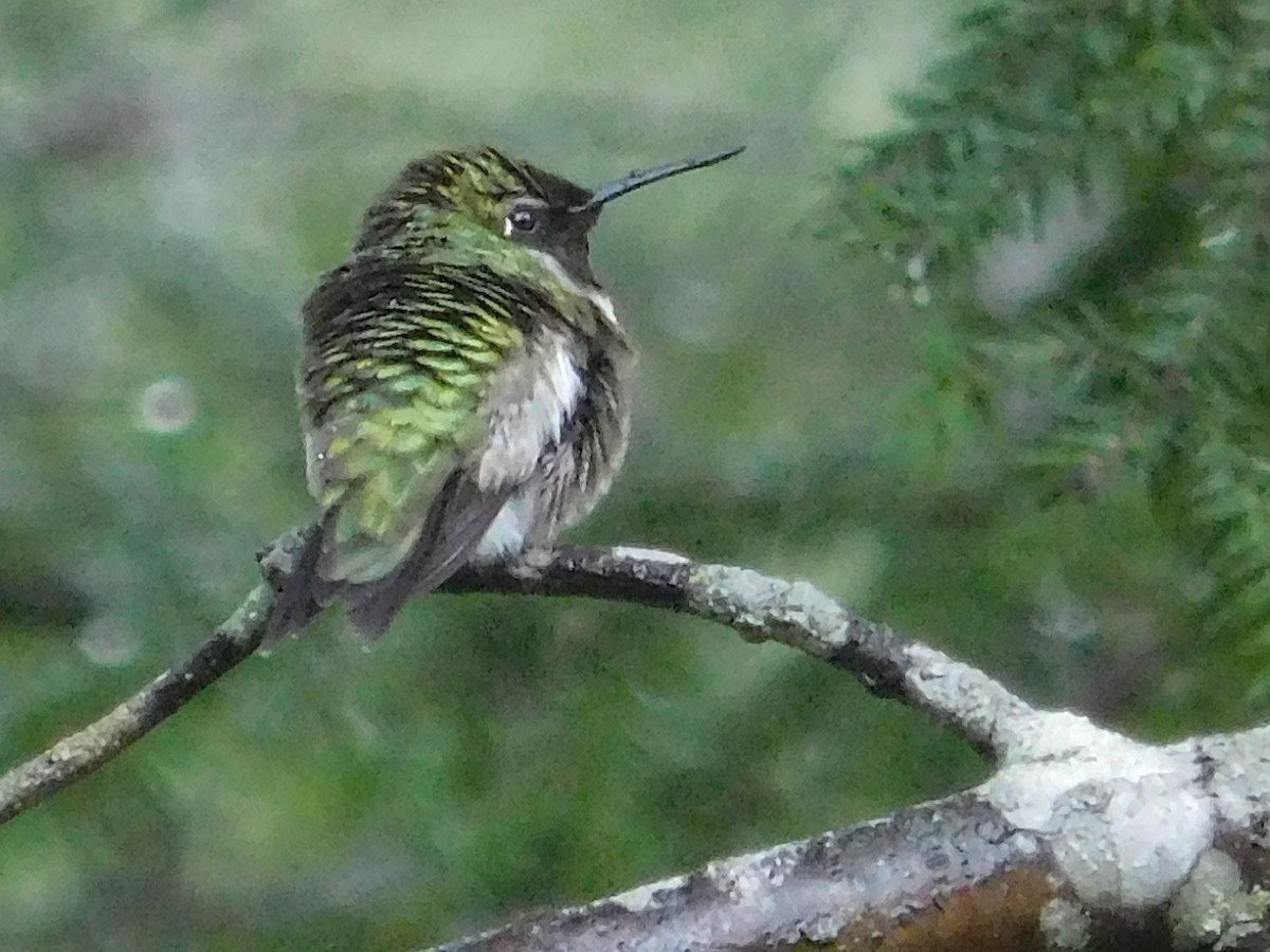 Colibrí Gorjirrubí - ML28949721