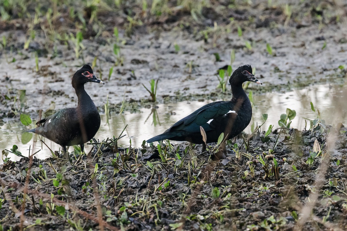 Muscovy Duck - ML289497501