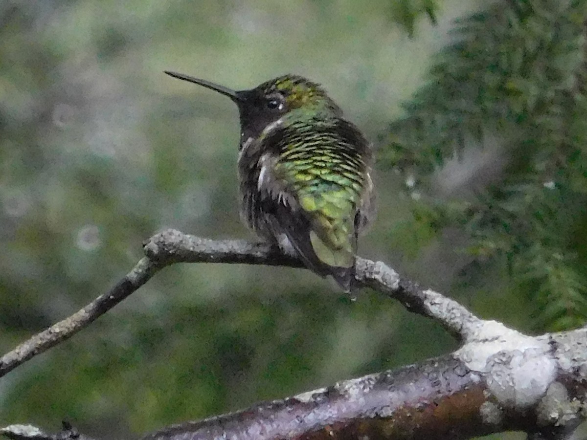 Ruby-throated Hummingbird - ML28949751