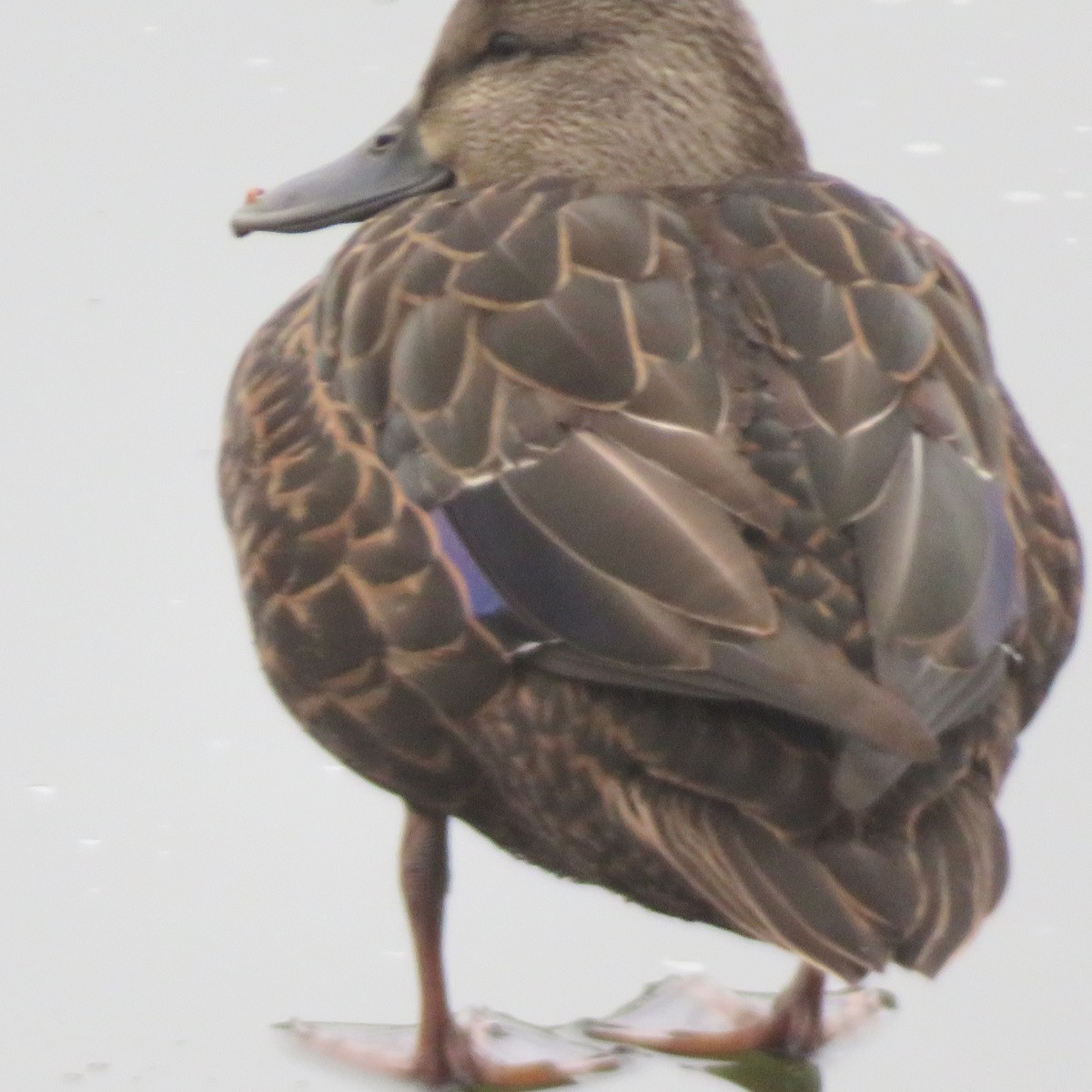 American Black Duck - ML289498151