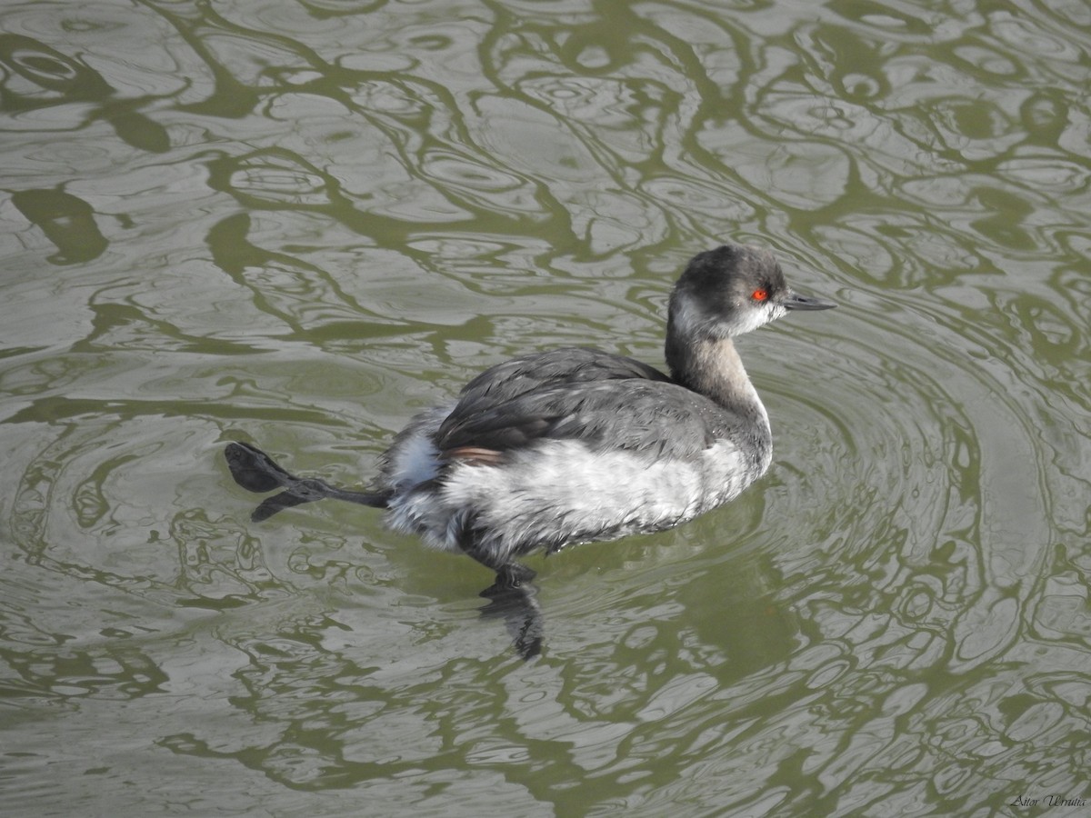 Eared Grebe - ML289498321