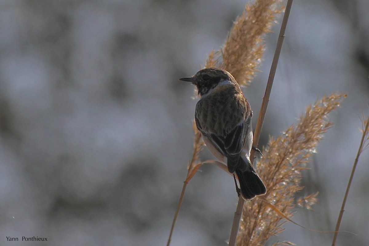 Siberian Stonechat - ML289499991
