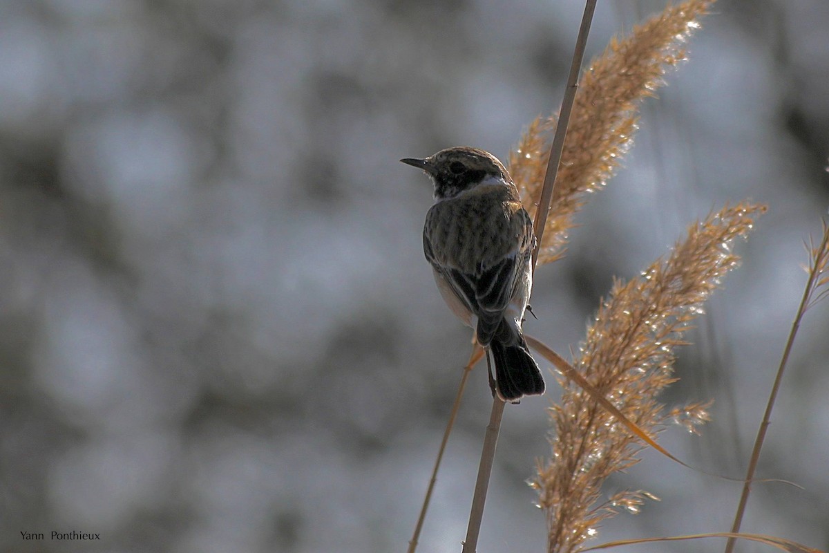 Siberian Stonechat - ML289500021