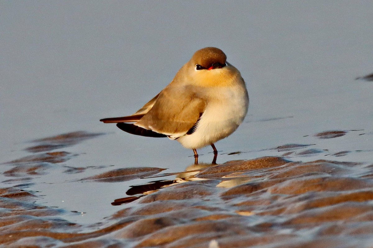 Small Pratincole - ML289503661