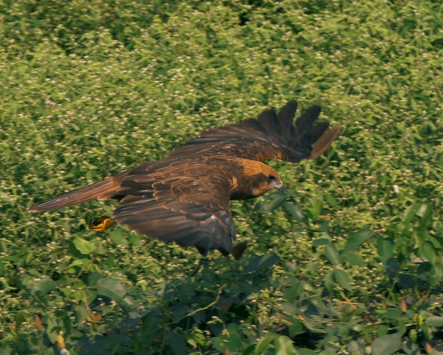 Black Kite - ML289505001