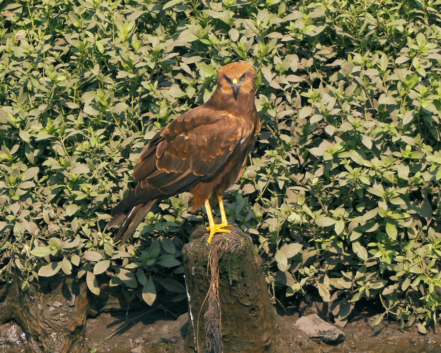 Black Kite - ML289505011