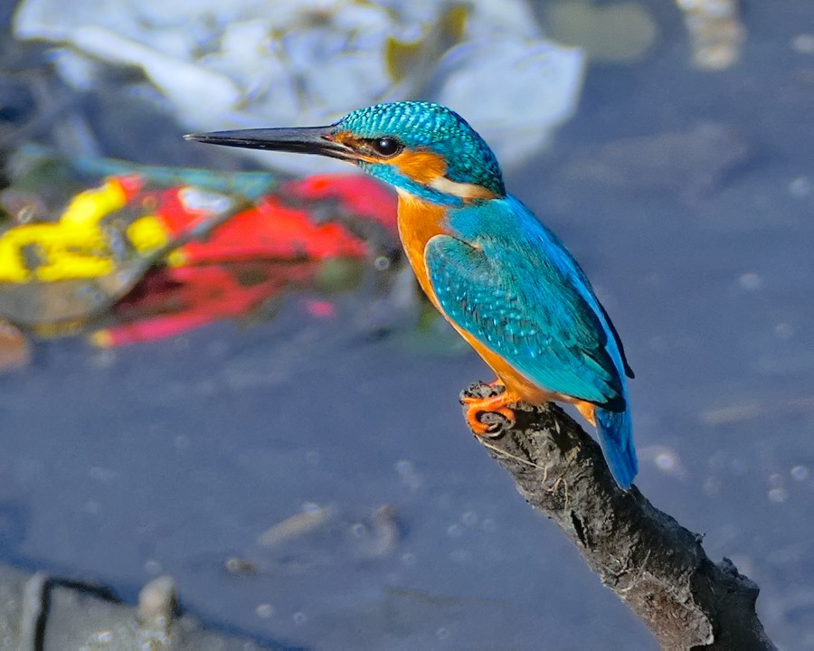 Common Kingfisher - ML289505031