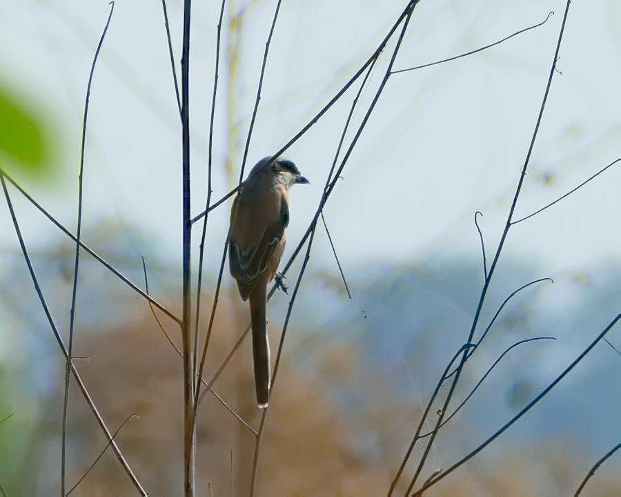 Long-tailed Shrike - ML289505061