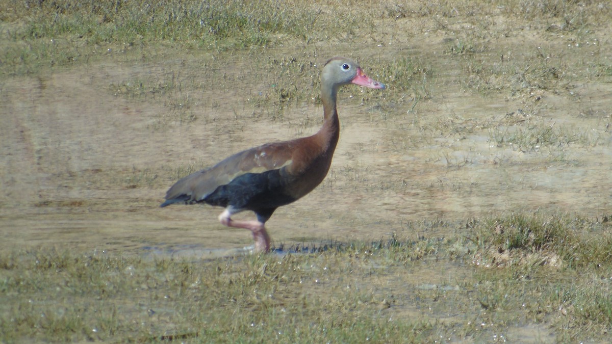 Black-bellied Whistling-Duck - Roni Martinez