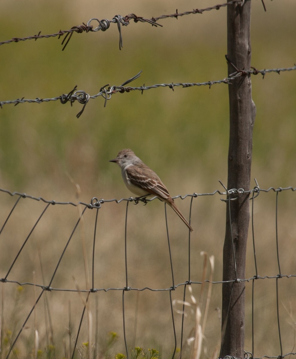 Ash-throated Flycatcher - ML28950521