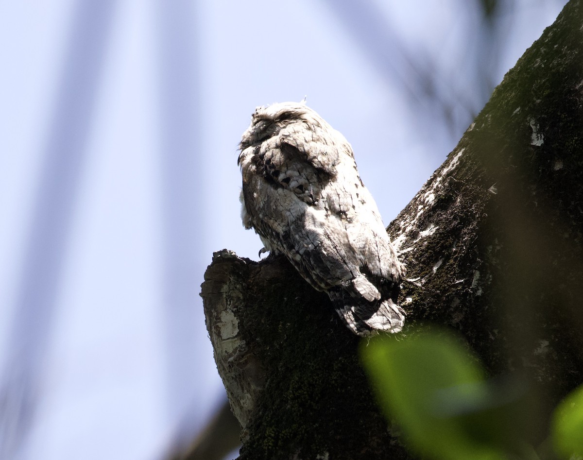 Common Potoo - ML289506801