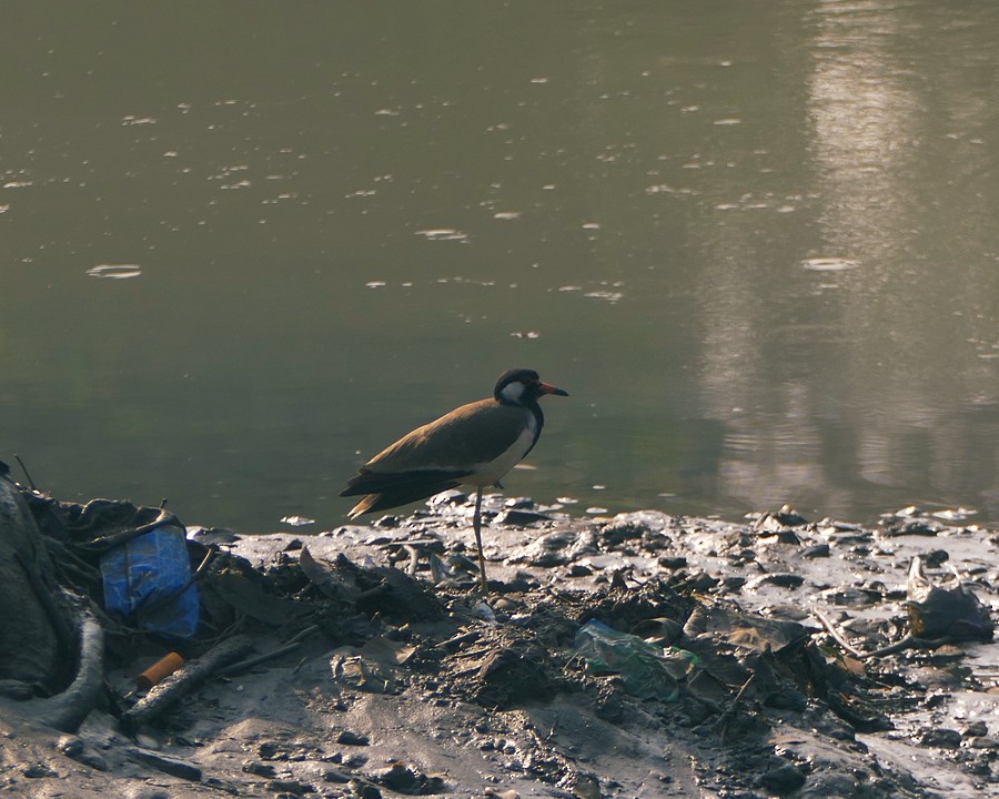 Red-wattled Lapwing - ML289507051