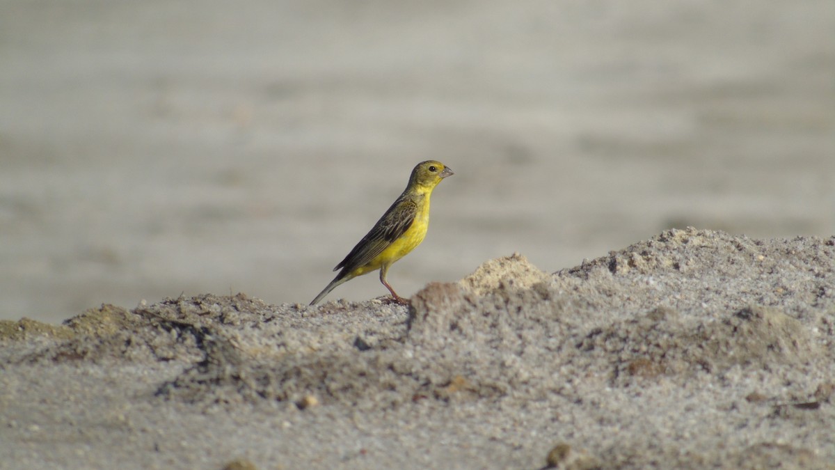 Grassland Yellow-Finch - ML28950851