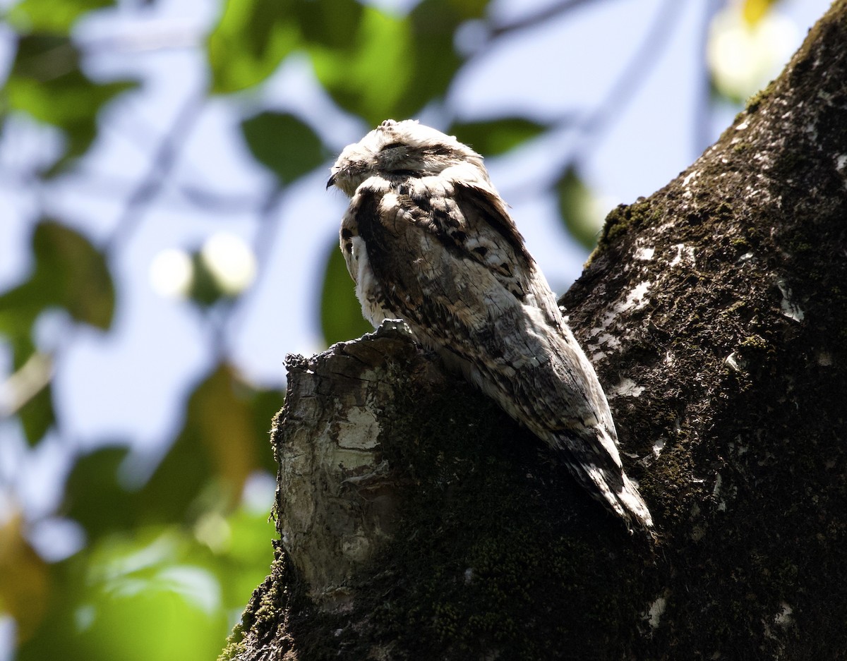 Common Potoo - ML289508611