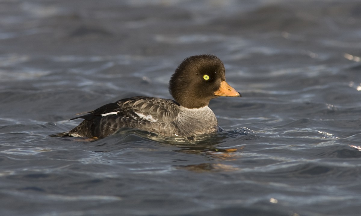 Barrow's Goldeneye - Brian Sullivan