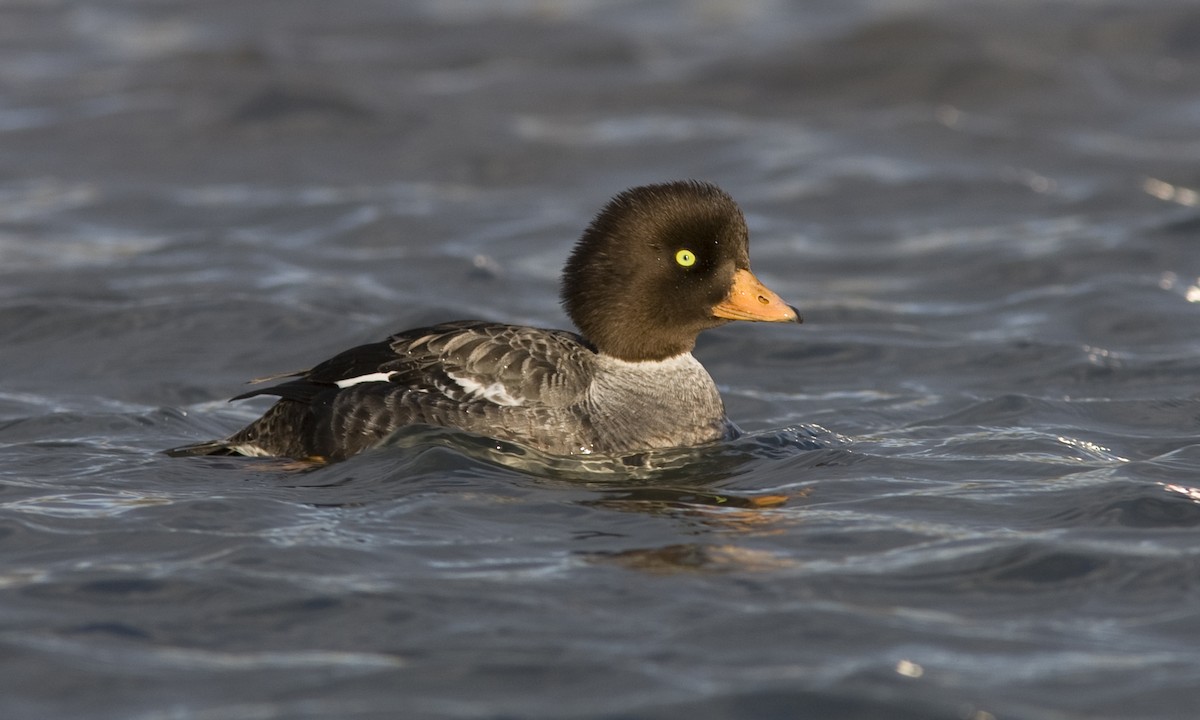 Barrow's Goldeneye - ML28951021