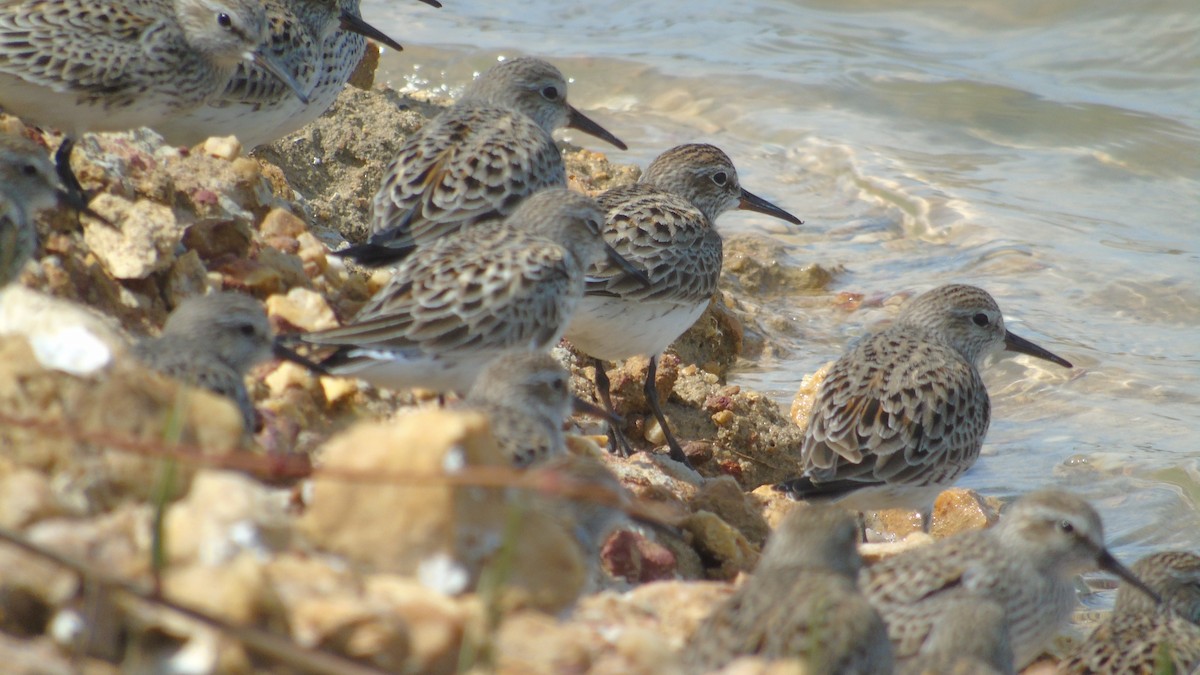 White-rumped Sandpiper - ML28951041