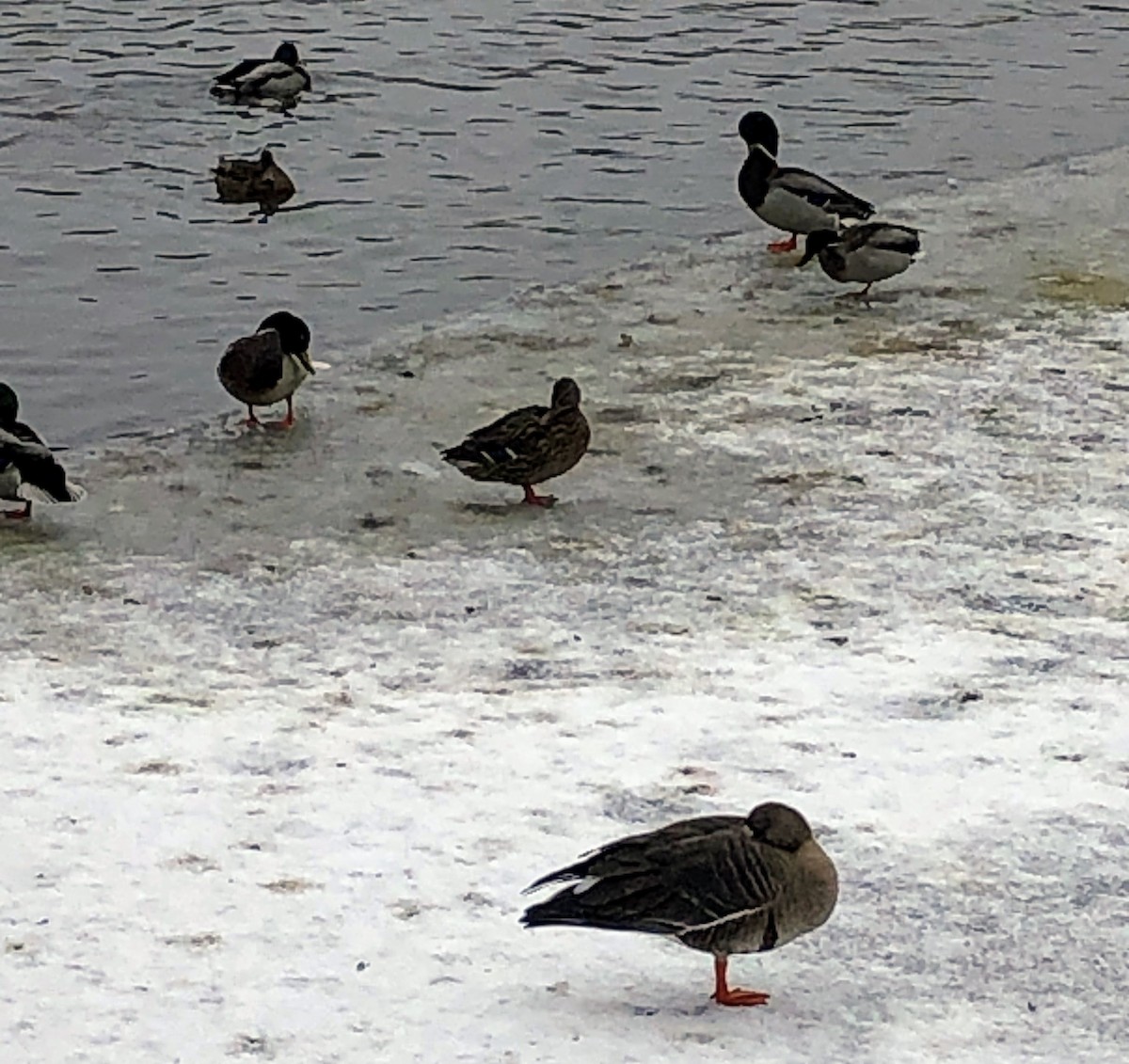 Greater White-fronted Goose - ML289511061