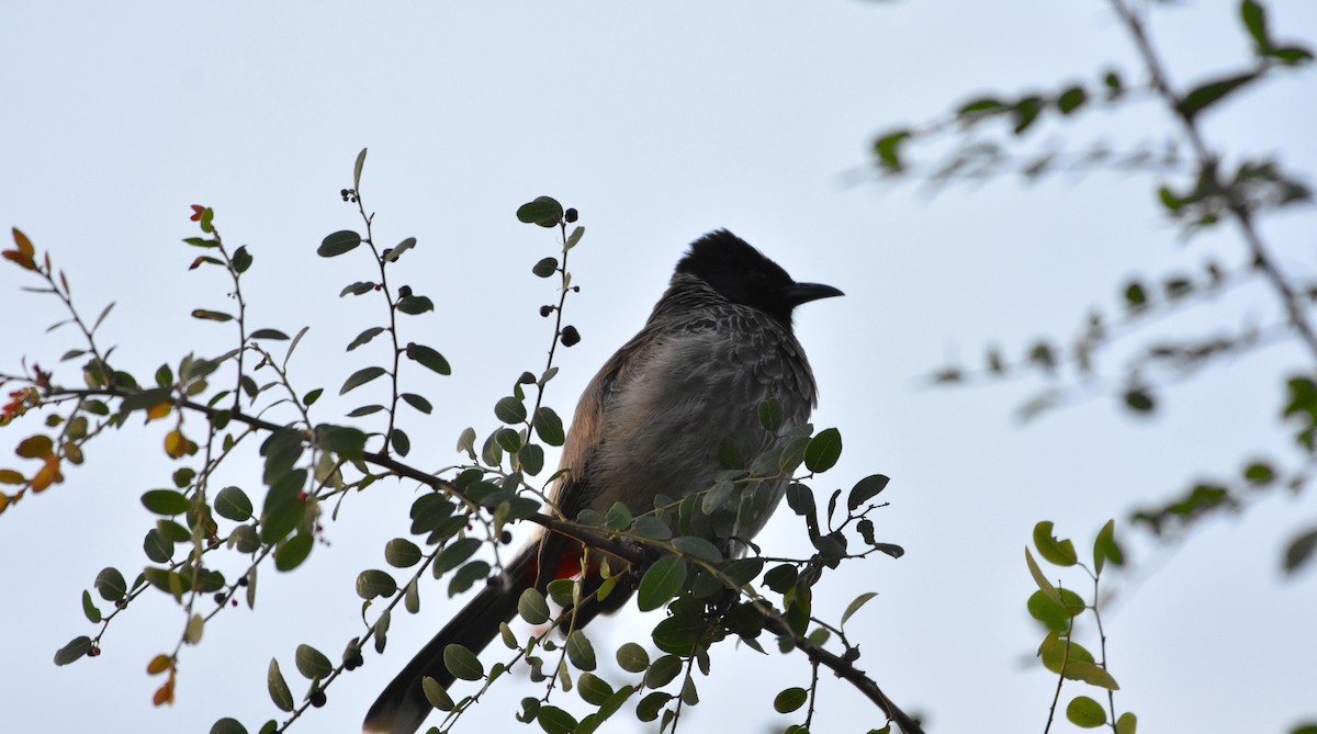 Red-vented Bulbul - ML289511661