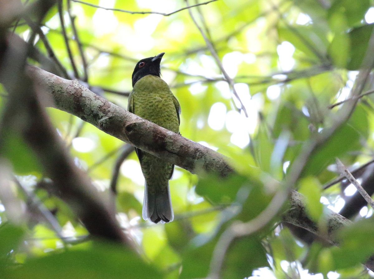 Black-headed Berryeater - ML289511941