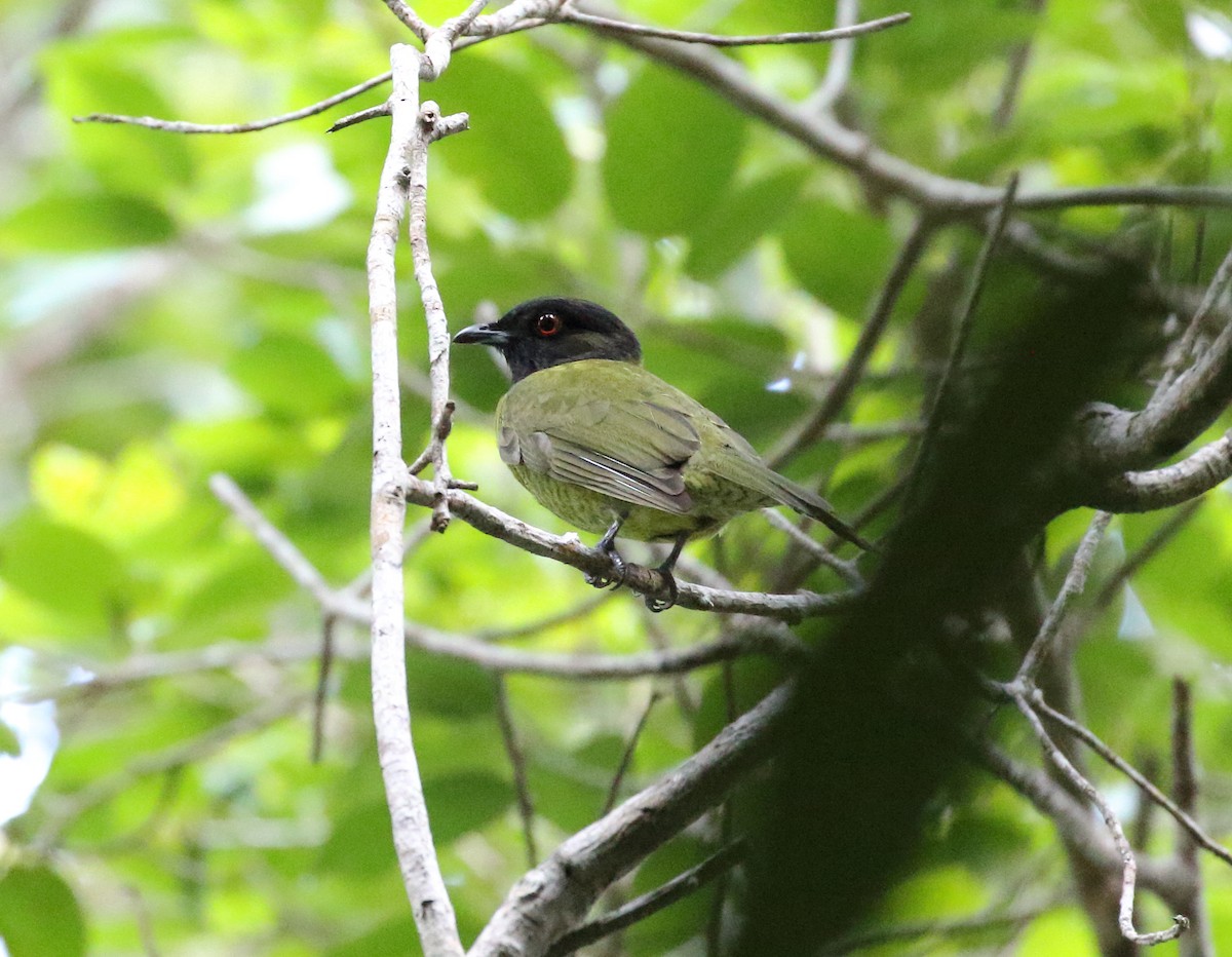 Black-headed Berryeater - ML289511981