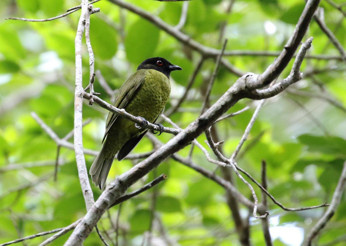 Black-headed Berryeater - ML289512351