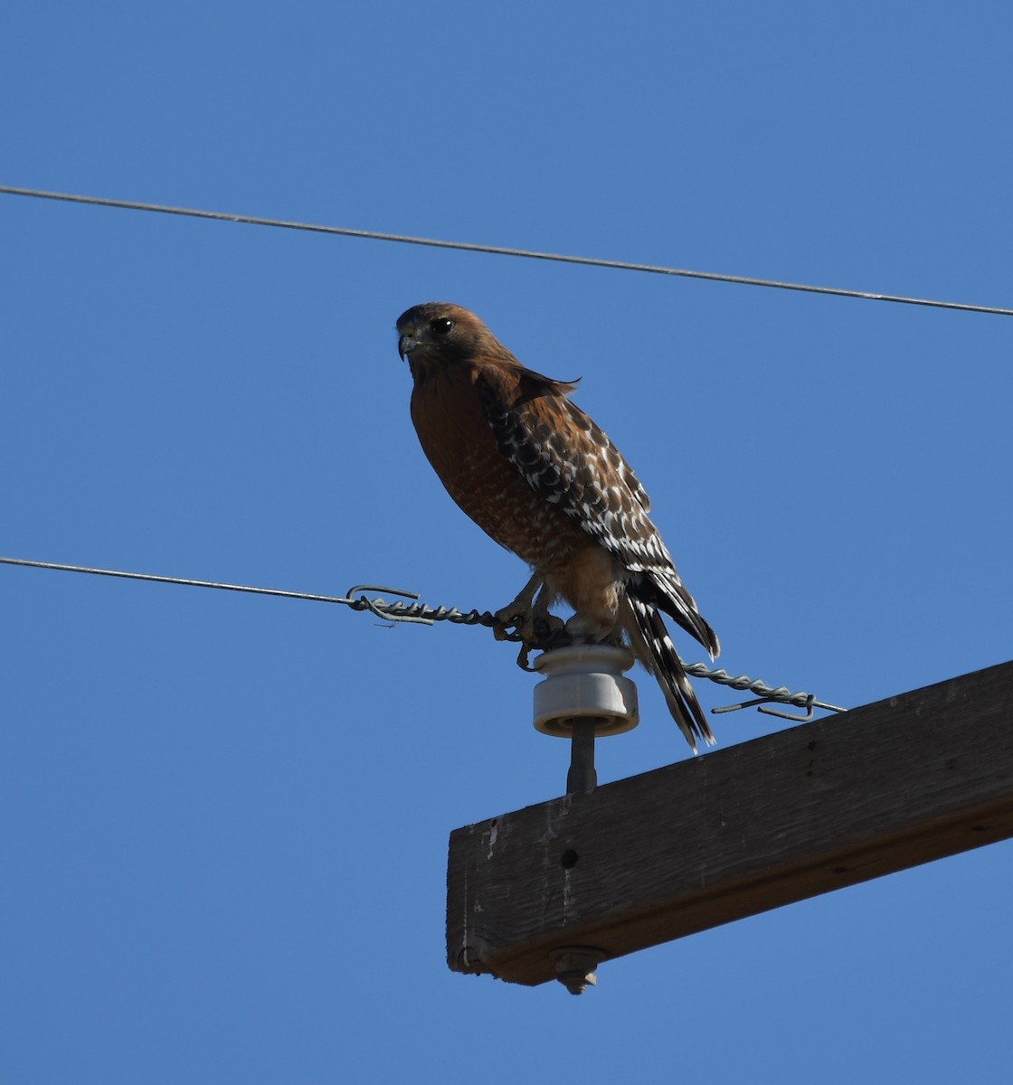 Red-shouldered Hawk - Janine McCabe