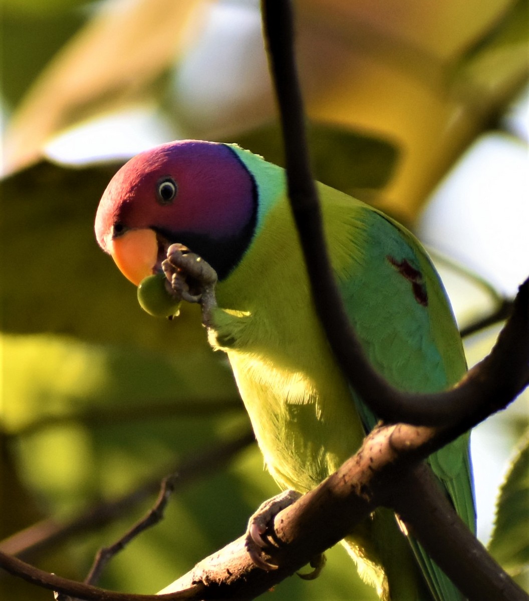 Папужець фіолетовоголовий - ML289513071