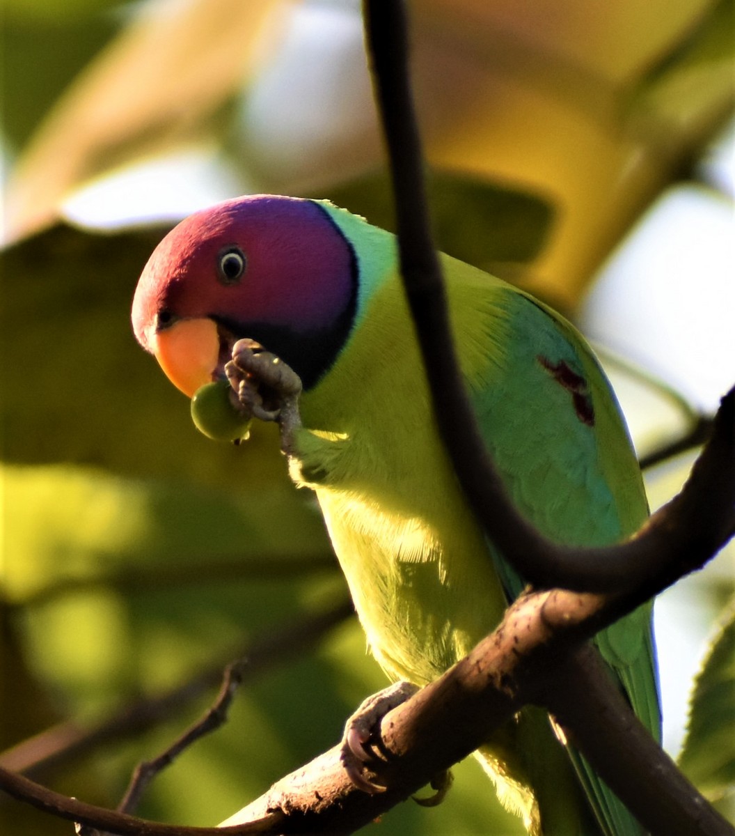 Plum-headed Parakeet - ML289513071